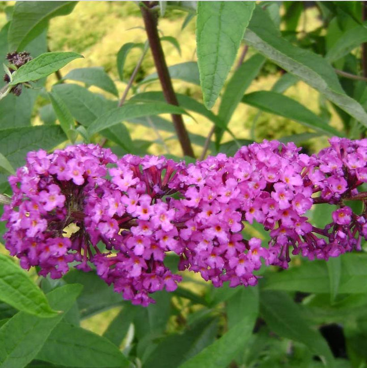 Buddleia davidii ‘Podaras 13’ ~ Flutterby Petite® Tutti Fruitti Butterfly Bush-ServeScape