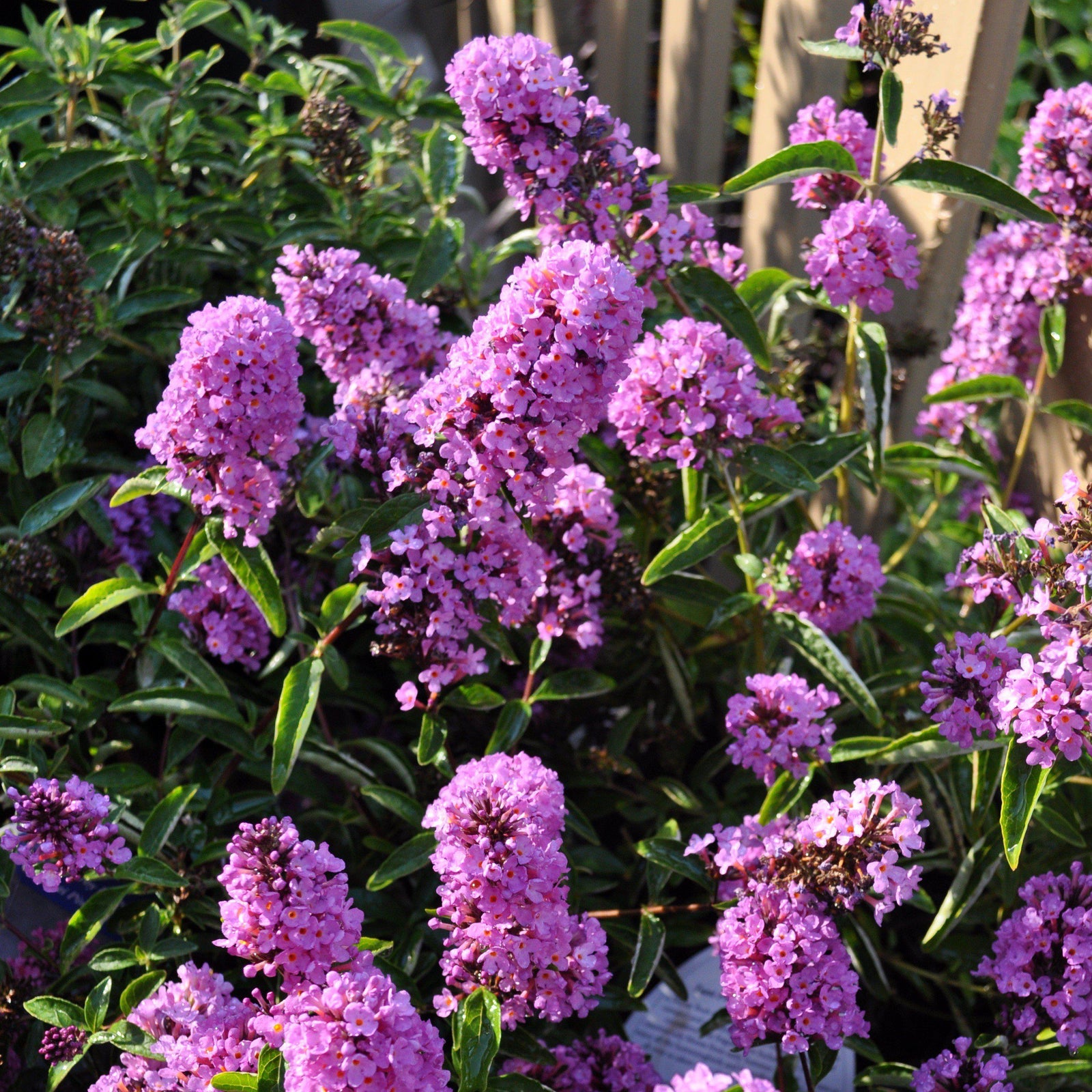 Buddleia davidii ‘Podaras 13’ ~ Flutterby Petite® Tutti Fruitti Butterfly Bush - Delivered By ServeScape