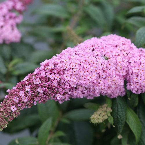 Buddleia davidii 'Pugster Pink' ~ Pugster Pink Dwarf Butterfly Bush-ServeScape