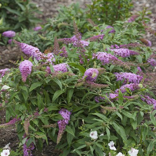 Buddleia davidii 'Pugster Pink' ~ Pugster Pink Dwarf Butterfly Bush-ServeScape