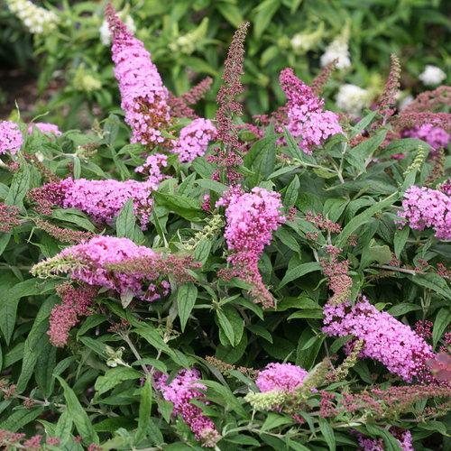 Buddleia davidii 'Pugster Pink' ~Pugster Pink Dwarf Butterfly Bush - Delivered By ServeScape