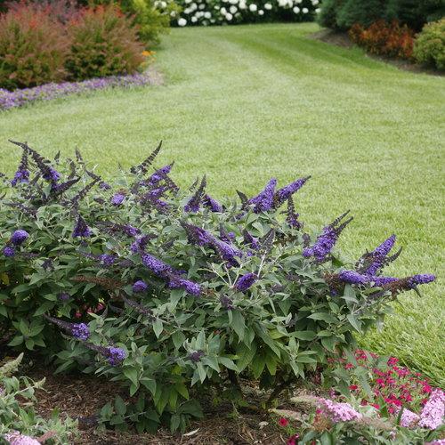 Buddleia davidii 'SMNBDBT' PP#28,794 ~Pugster Blue® Dwarf Butterfly Bush-ServeScape
