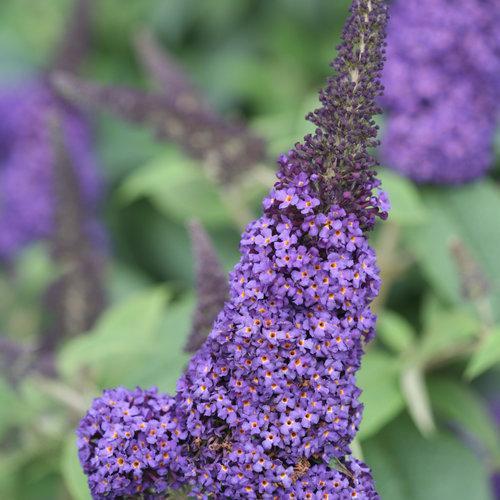 Buddleia davidii 'SMNBDBT' PP#28,794 ~Pugster Blue® Dwarf Butterfly Bush-ServeScape
