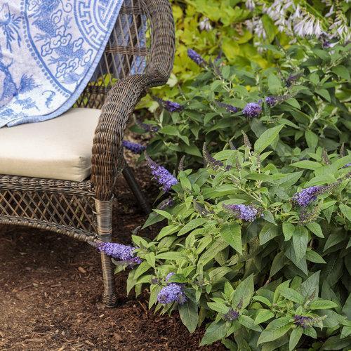 Buddleia davidii 'SMNBDBT' PP#28,794 ~Pugster Blue® Dwarf Butterfly Bush-ServeScape