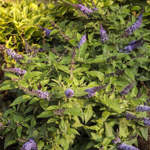 Buddleia davidii 'SMNBDBT' PP#28,794 ~Pugster Blue® Dwarf Butterfly Bush-ServeScape