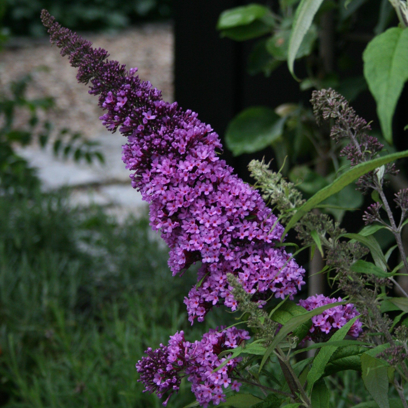 Buddleia davidii 'SMNBDBT' PP#28,794 ~Pugster Blue® Dwarf Butterfly Bush - Delivered By ServeScape