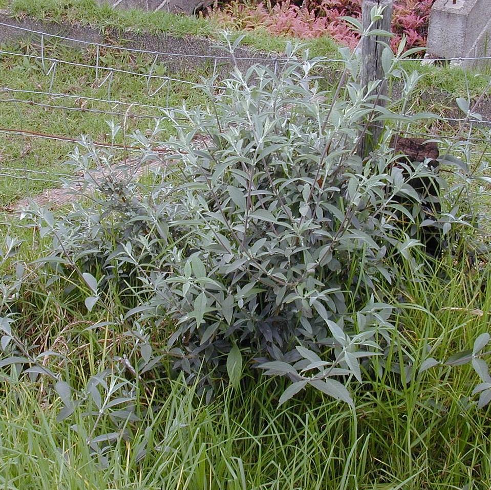 Buddleia hybrid 'PDSI-1' ~ Ultra Violet™ Butterfly Bush-ServeScape