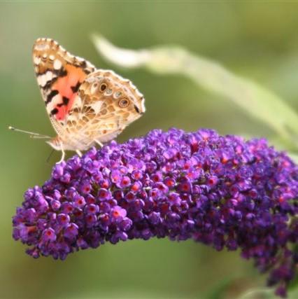Buddleia hybrid 'PDSI-1' ~ Ultra Violet™ Butterfly Bush-ServeScape