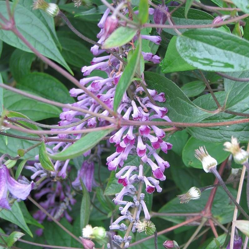 Buddleia lindleyana ~ Weeping Butterfly Bush-ServeScape