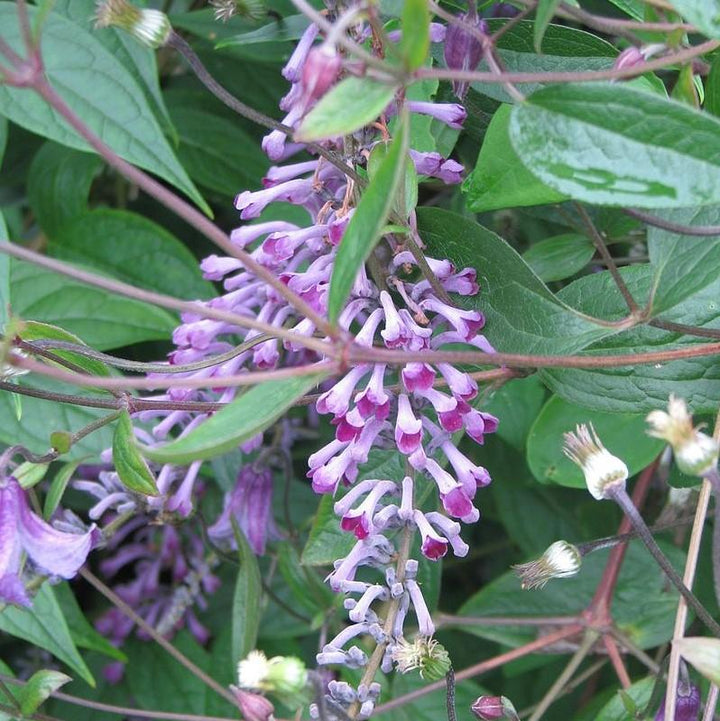 Buddleia lindleyana ~ Weeping Butterfly Bush-ServeScape