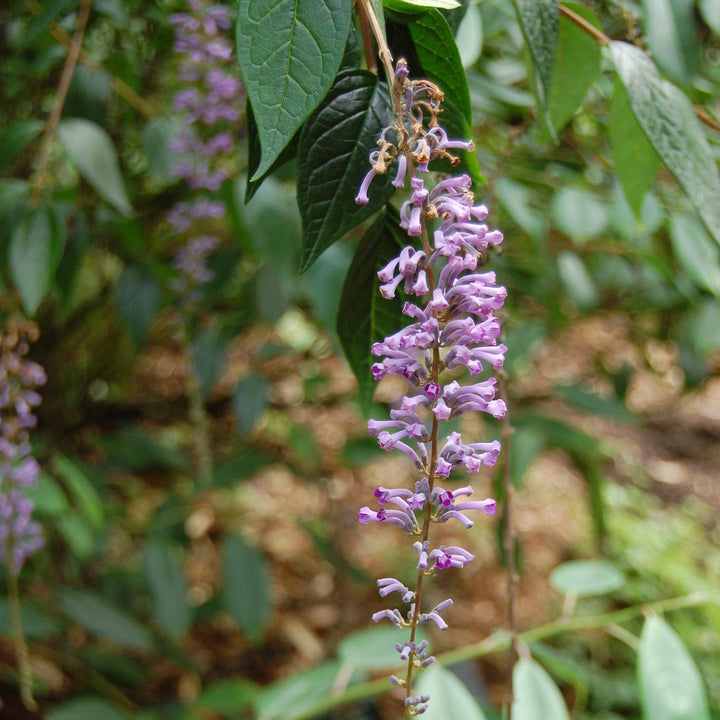 Buddleia lindleyana ~ Weeping Butterfly Bush-ServeScape