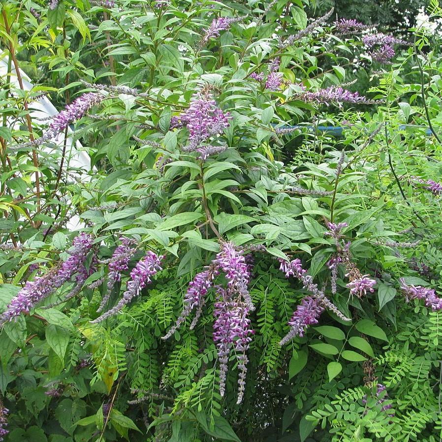 Buddleia lindleyana ~ Weeping Butterfly Bush-ServeScape
