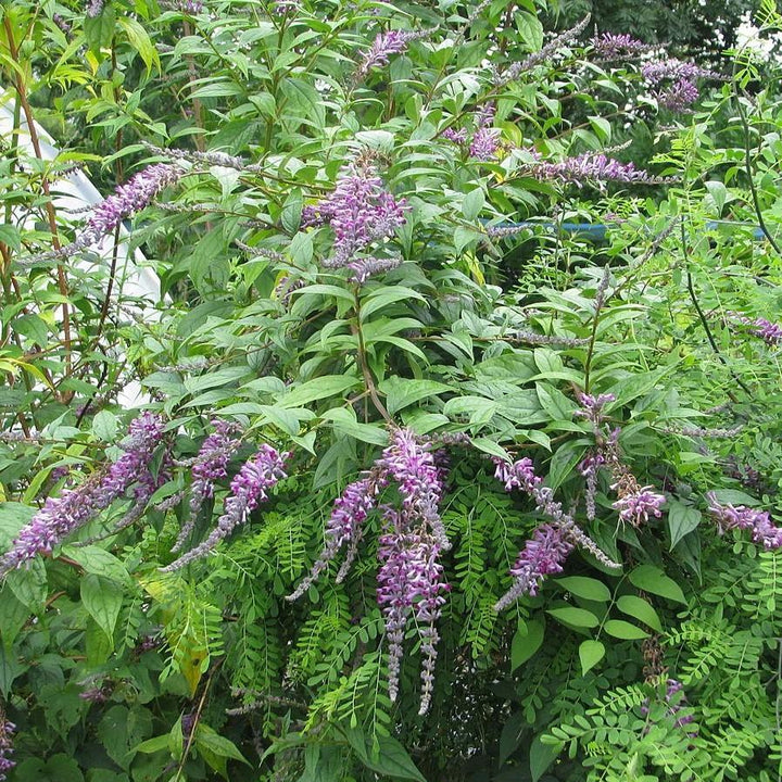 Buddleia lindleyana ~ Weeping Butterfly Bush-ServeScape