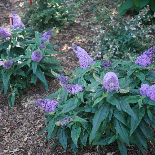 Buddleia x 'SMNBDL' ~ Pugster® Amethyst Butterfly Bush-ServeScape