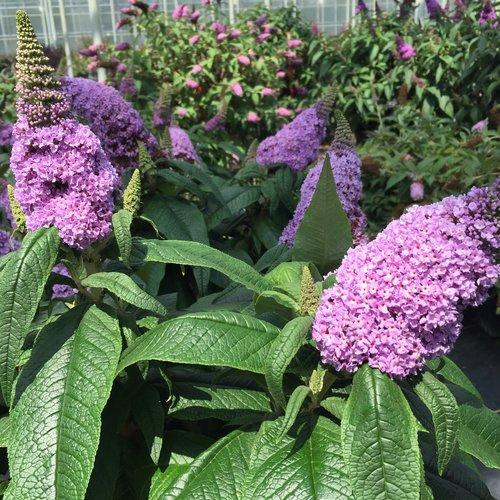 Buddleia x 'SMNBDL' ~ Pugster® Amethyst Butterfly Bush-ServeScape