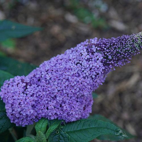 Buddleia x 'SMNBDL' ~ Pugster® Amethyst Butterfly Bush-ServeScape