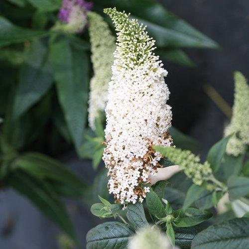 Buddleia x 'SMNBDW' PP 28,795 ~ Pugster White® Butterfly Bush-ServeScape