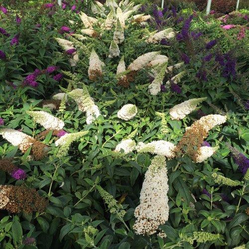 Buddleia x 'SMNBDW' PP 28,795 ~ Pugster White® Butterfly Bush-ServeScape