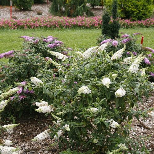 Buddleia x 'SMNBDW' PP 28,795 ~ Pugster White® Butterfly Bush-ServeScape