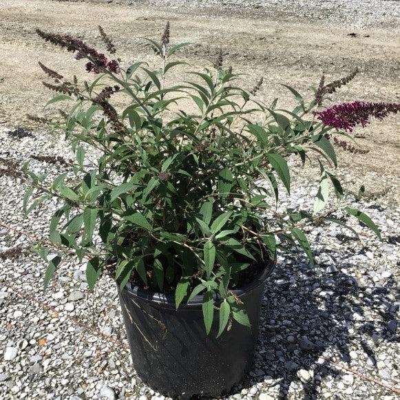Buddleia ‘Tobud1202’ ~ Buzz™ Hot Raspberry Butterfly Bush-ServeScape