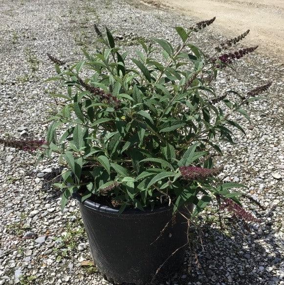 Buddleia ‘Tobud0802’ ~ Buzz™ Magenta Improved Butterfly Bush-ServeScape