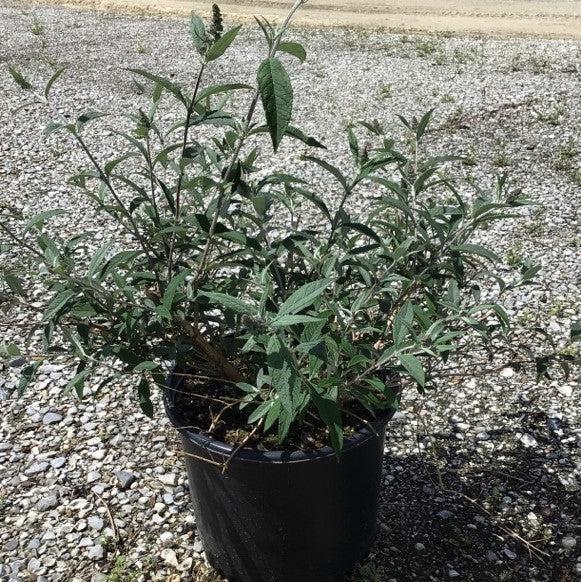Buddleia ‘Tobudmidni’ ~ Buzz™ Midnight Butterfly Bush-ServeScape