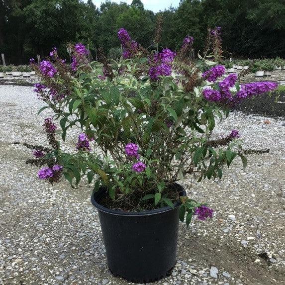Buddleia ‘Tobudpipur’ ~ Buzz™ Purple Butterfly Bush-ServeScape