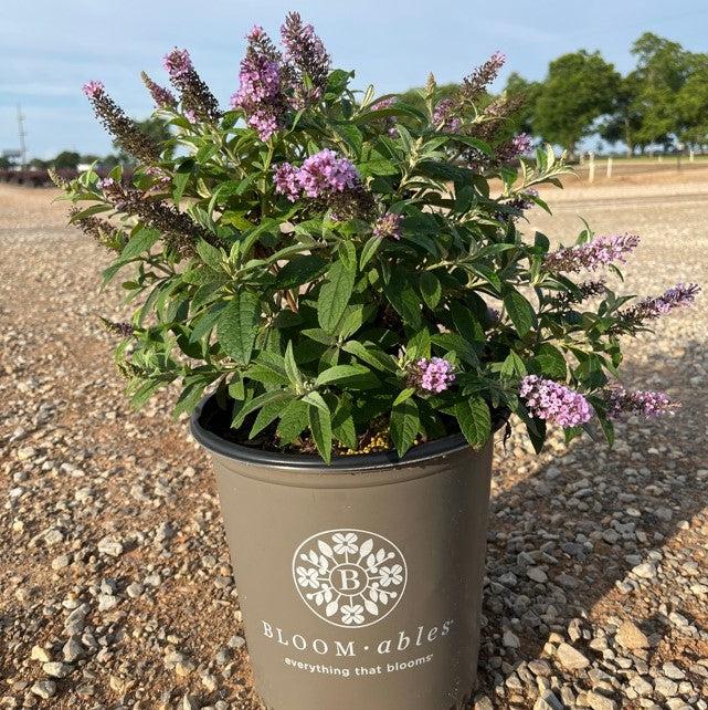 Buddleia davidii 'Buddaplav' ~ Dapper™ Lavender Butterfly Bush-ServeScape