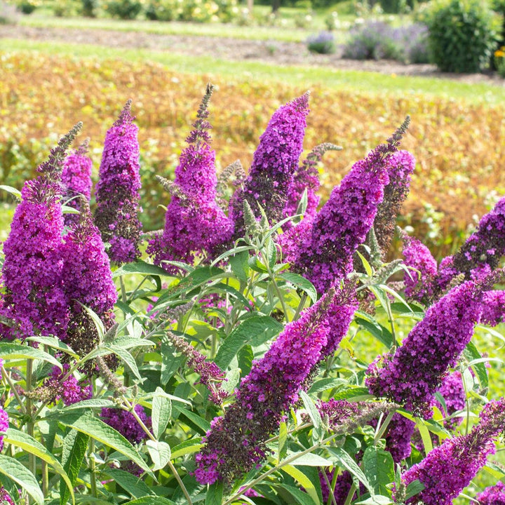 Buddleia davidii 'SRPbudroy' ~ RoyalRazz® Butterfly Bush-ServeScape