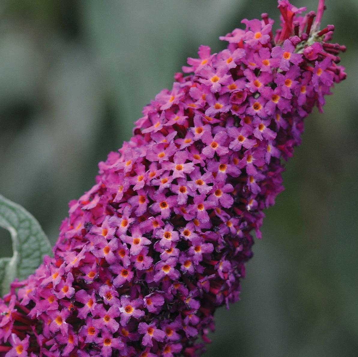 Buddleja 'Bosblink' ~ Blaze Pink Butterfly Bush-ServeScape
