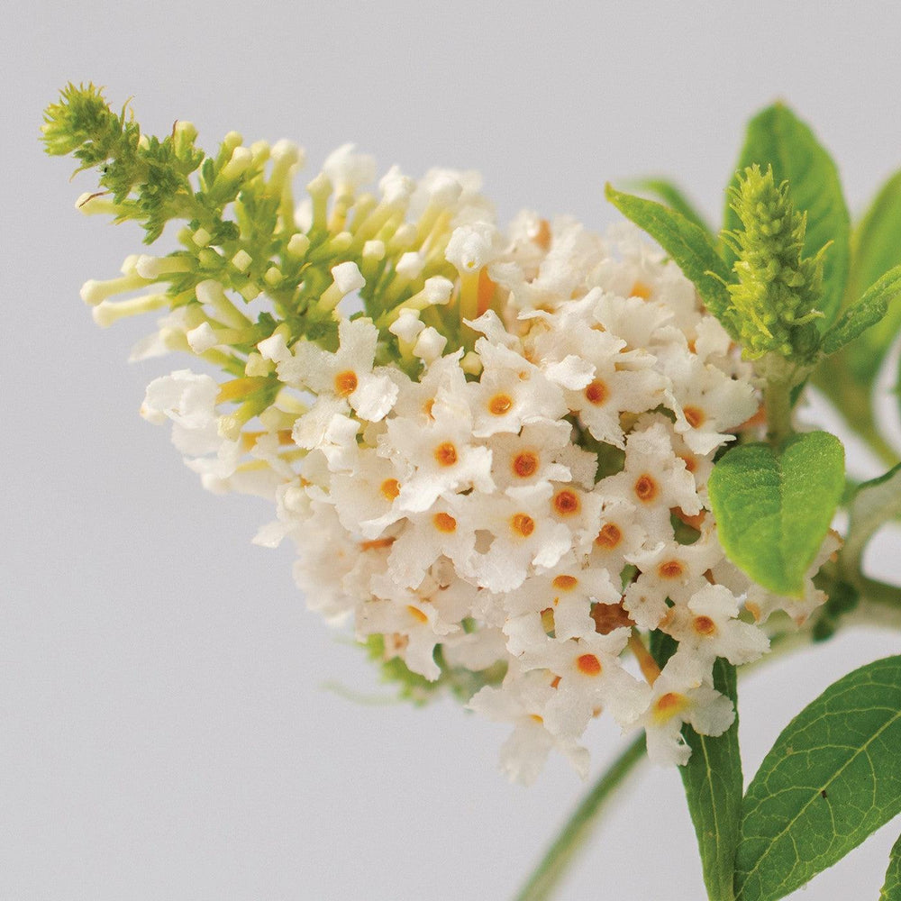 Buddleia davidii 'Dapconwhi' ~ Dapper™ White Butterfly Bush-ServeScape