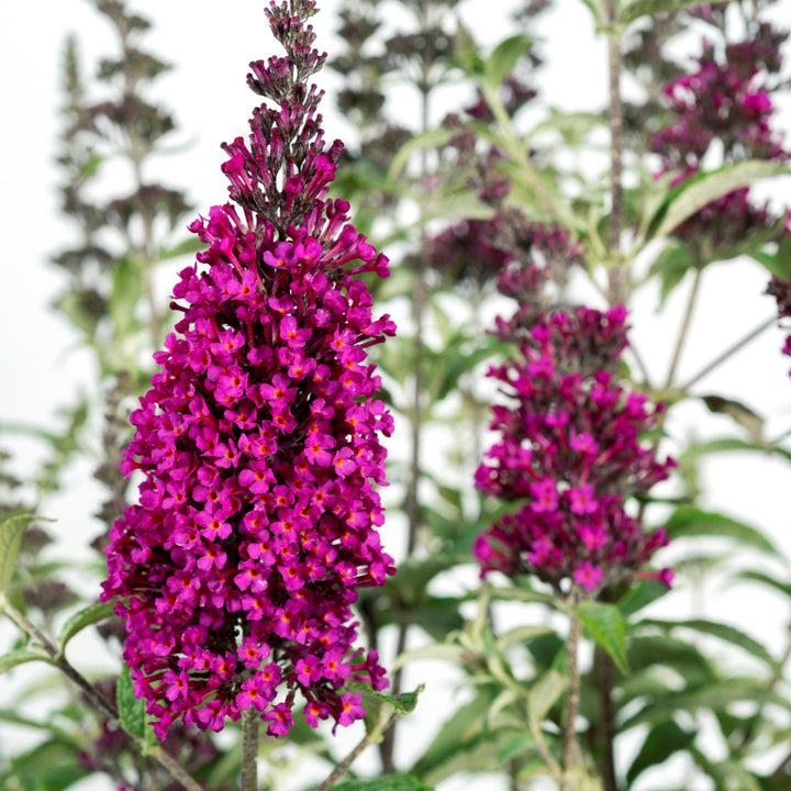 Buddleia ‘Tobud1202’ ~ Buzz™ Hot Raspberry Butterfly Bush-ServeScape