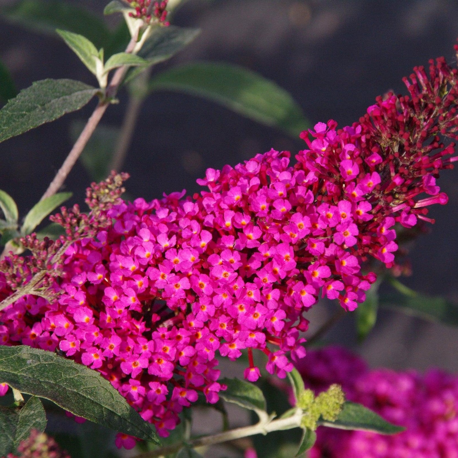 Buddleia ‘Tobud1202’ ~ Buzz™ Hot Raspberry Butterfly Bush-ServeScape
