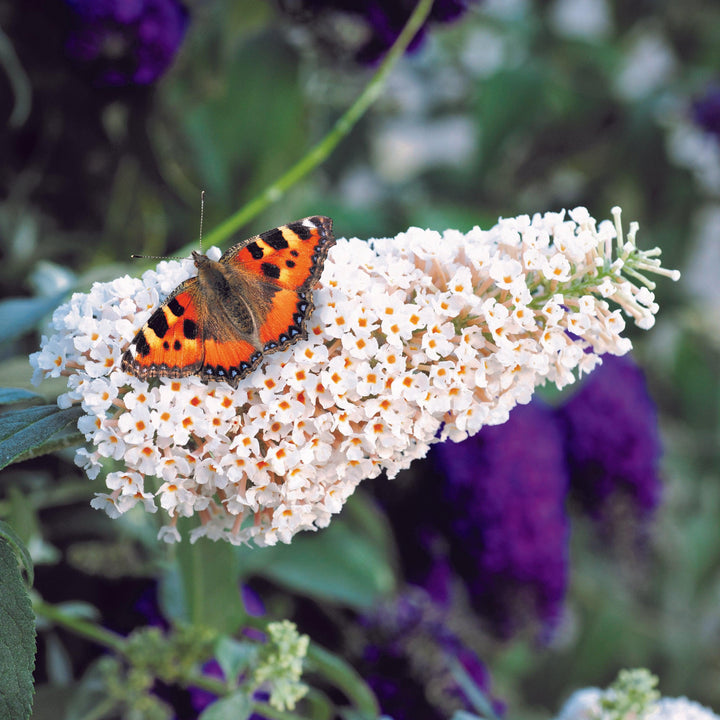 Buddleia ‘Tobud072’ ~ Buzz™ Ivory Butterfly Bush-ServeScape