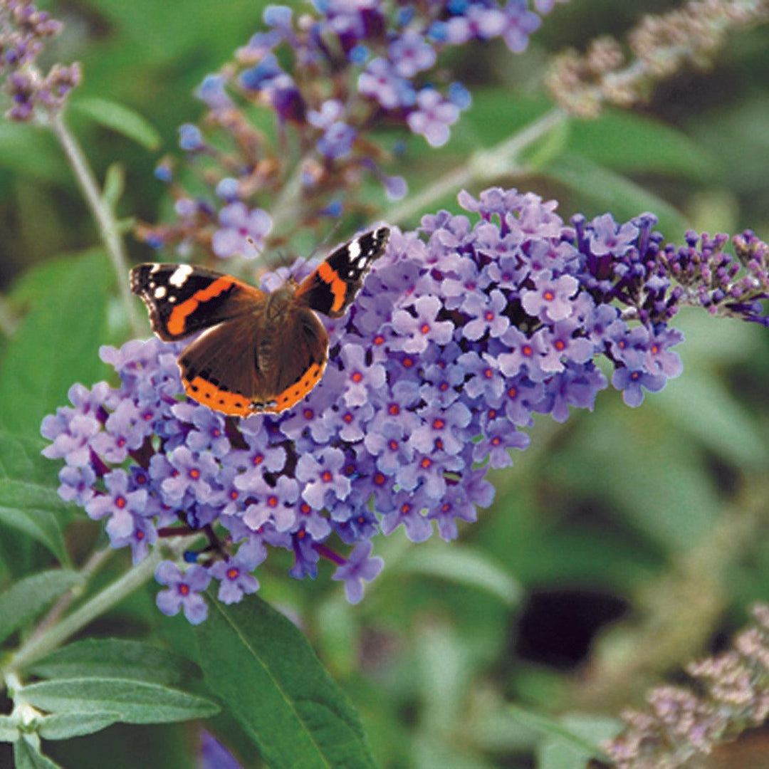 Buddleia ‘Tobudviole’ ~ Buzz™ Lavender Butterfly Bush-ServeScape