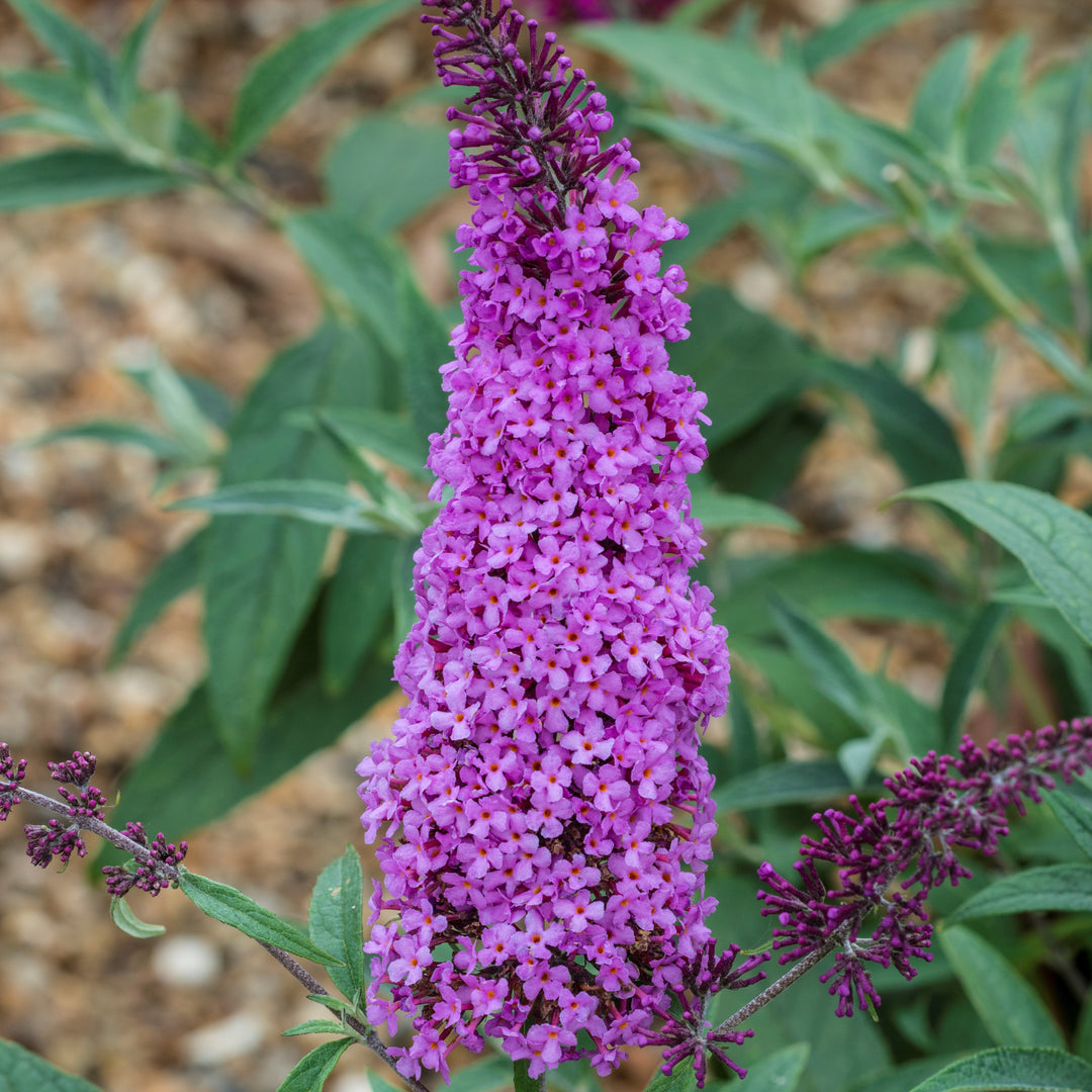 Buddleia ‘Tobud0802’ ~ Buzz™ Magenta Improved Butterfly Bush-ServeScape
