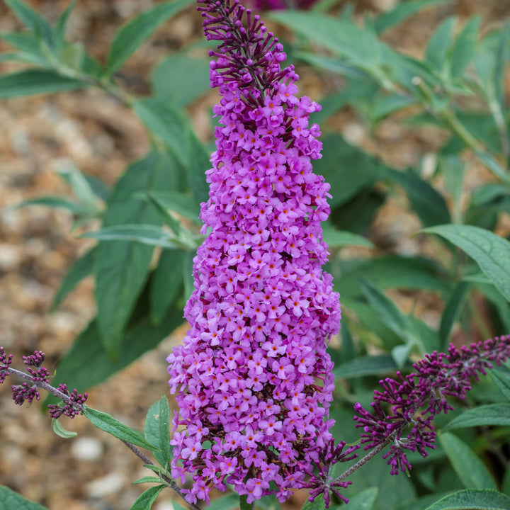 Buddleia ‘Tobud0802’ ~ Buzz™ Magenta Improved Butterfly Bush-ServeScape