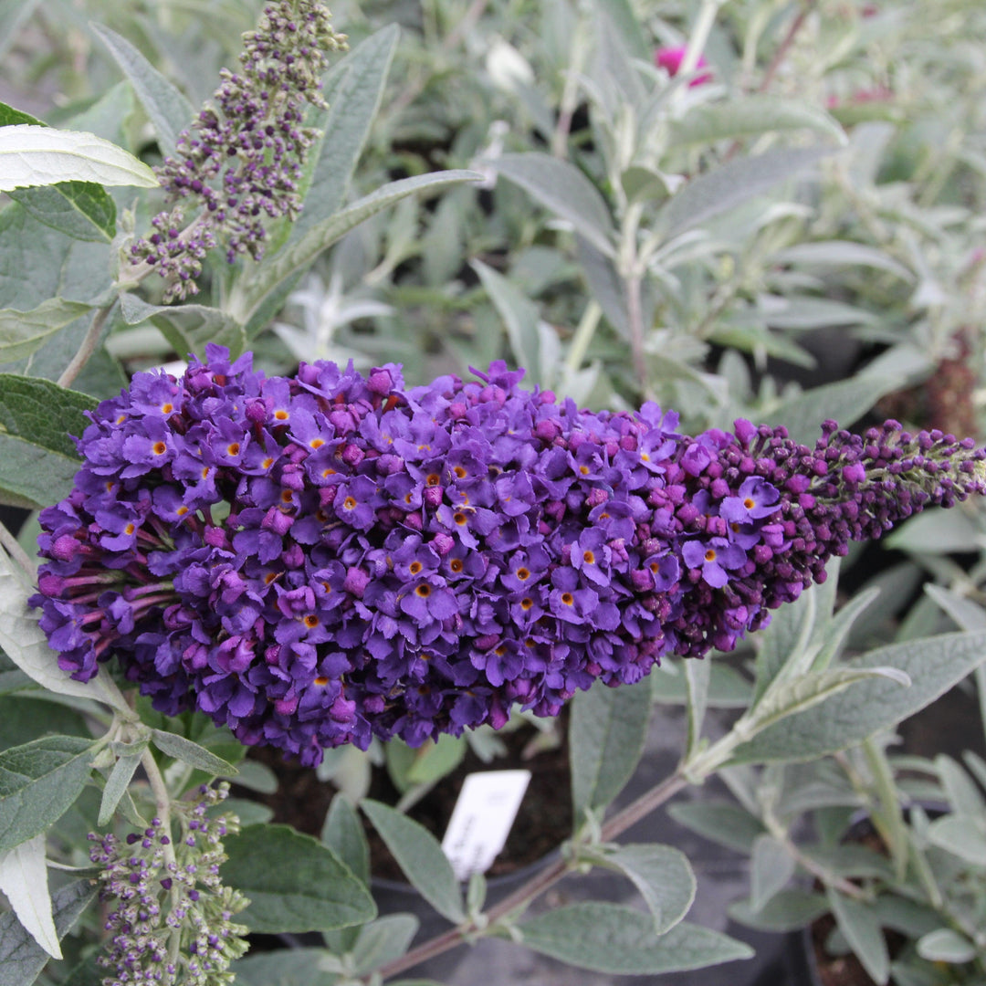 Buddleia ‘Tobudmidni’ ~ Buzz™ Midnight Butterfly Bush-ServeScape