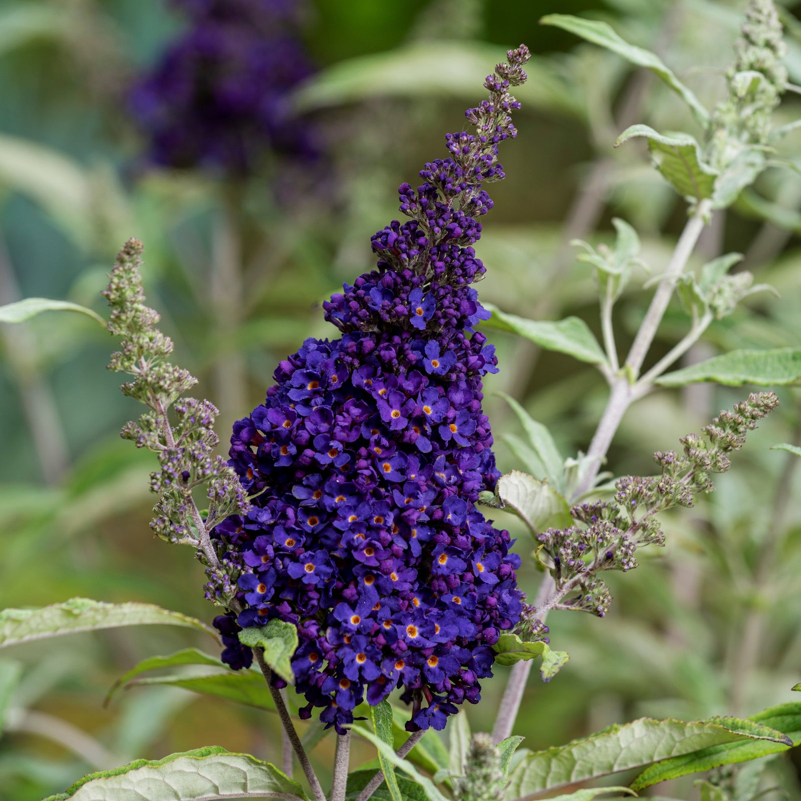 Buddleia ‘Tobudmidni’ ~ Buzz™ Midnight Butterfly Bush-ServeScape