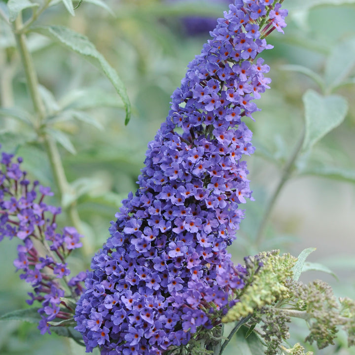 Buddleia ‘Tobud0615’ ~ Buzz™ Sky Blue Butterfly Bush-ServeScape
