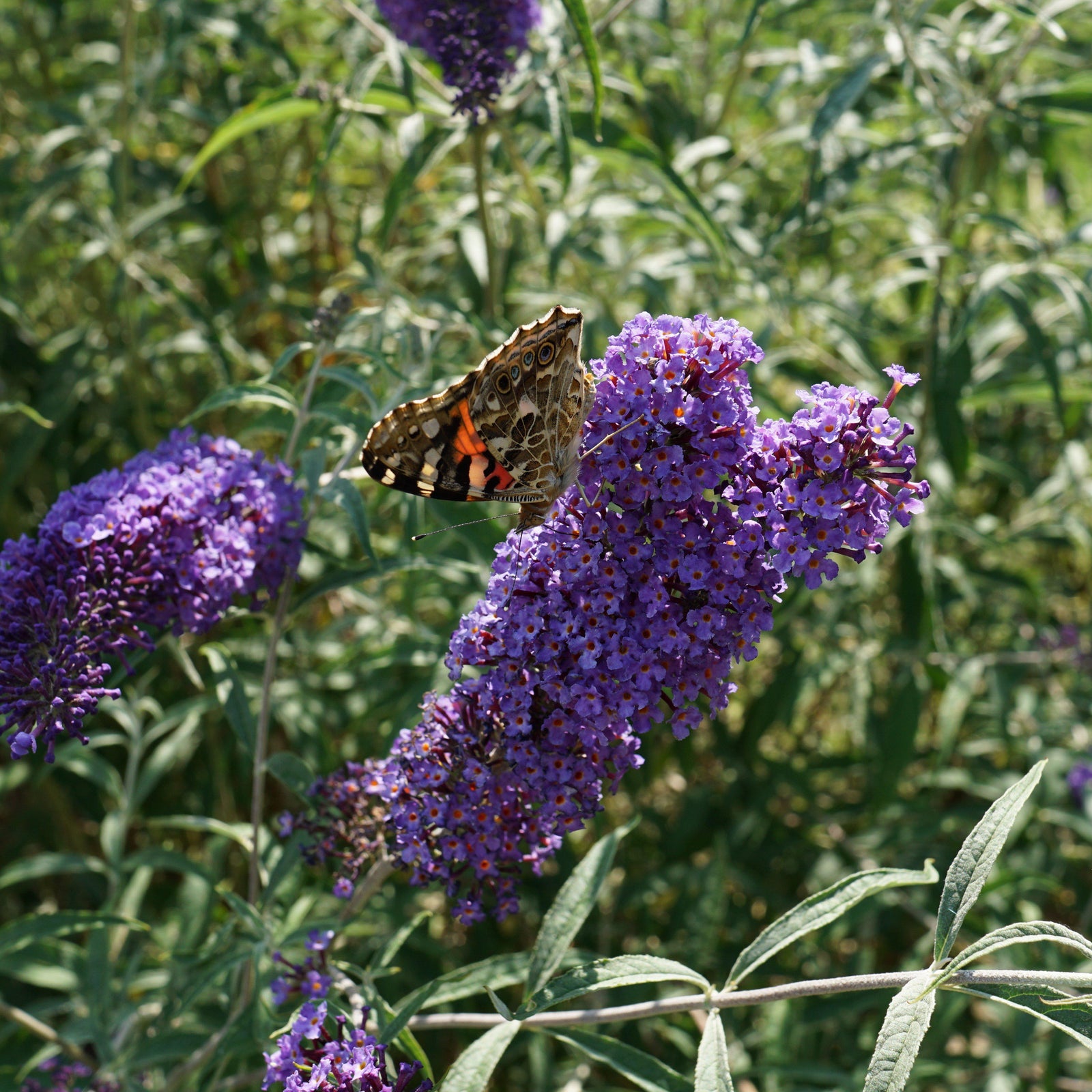 Buddleja davidii 'Nanho Blue' ~ Nanho Blue Butterfly Bush-ServeScape