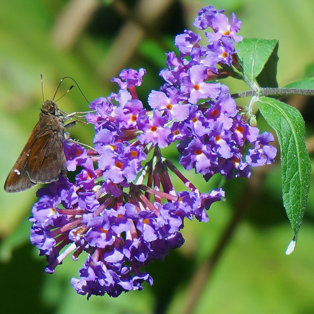 Buddleja x 'Podaras #8' ~ Flutterby Petite® Blue Heaven Butterfly Bush-ServeScape