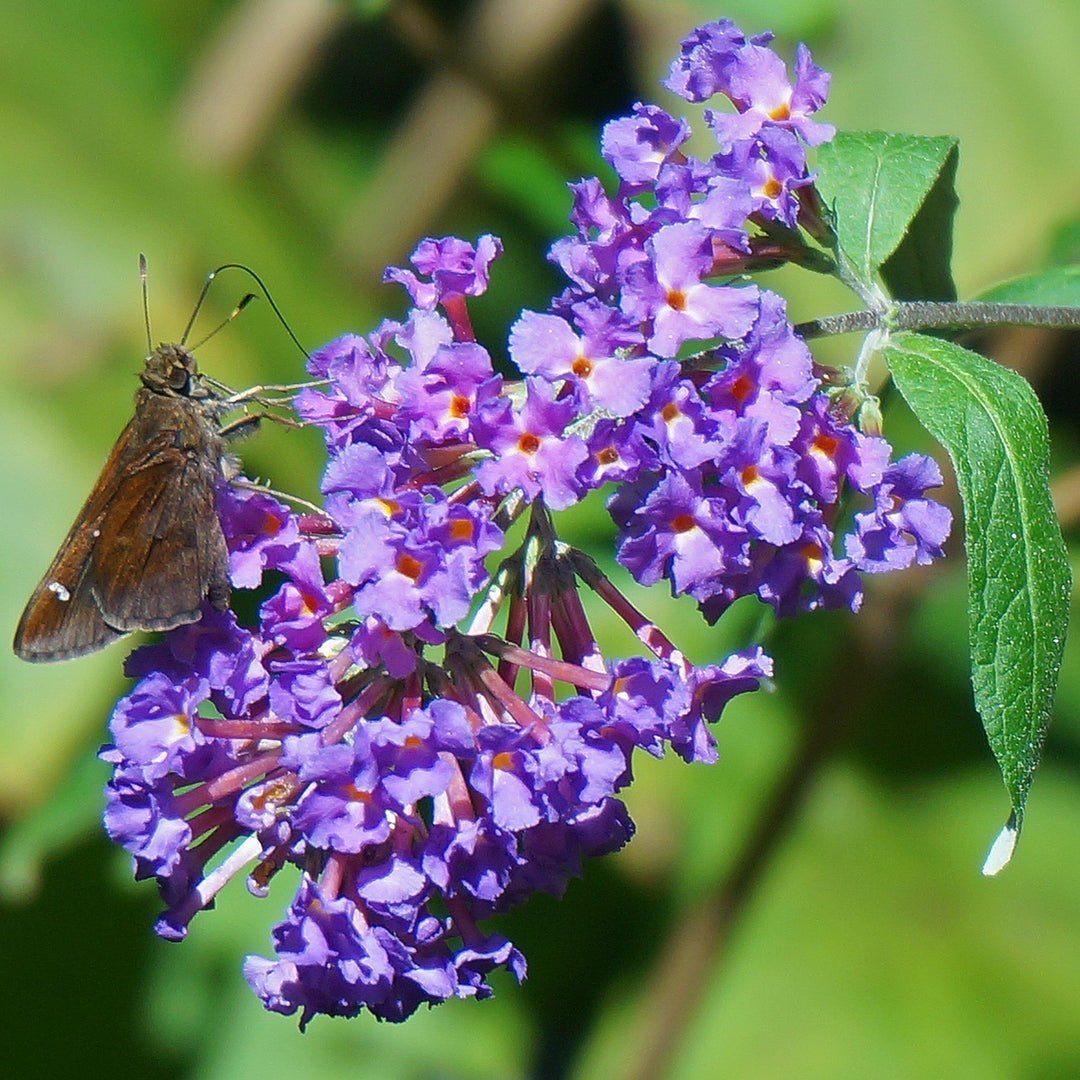 Buddleja x 'Podaras #8' ~ Flutterby Petite® Blue Heaven Butterfly Bush-ServeScape