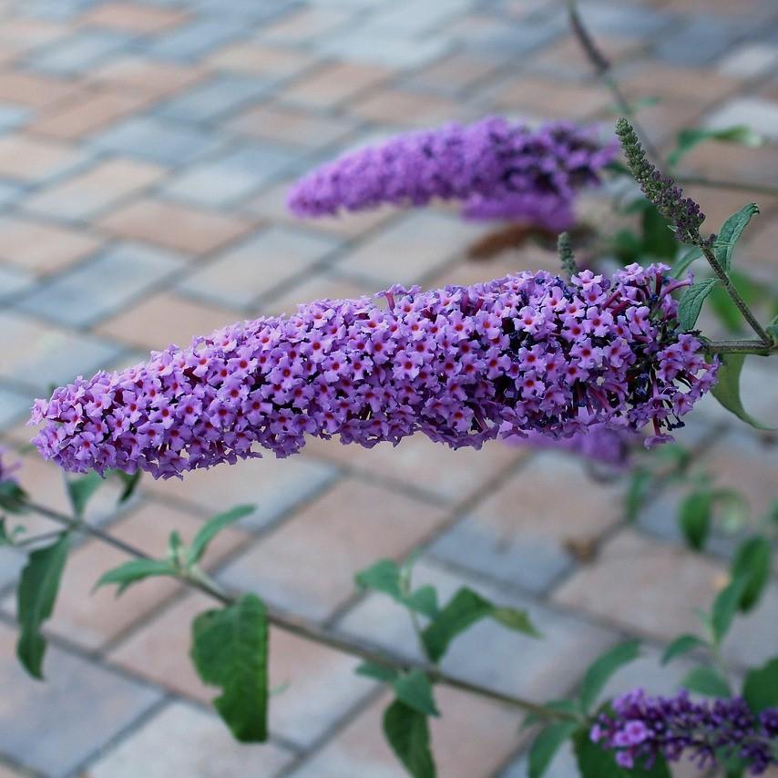 Buddleja x 'Podaras #8' ~ Flutterby Petite® Blue Heaven Butterfly Bush-ServeScape