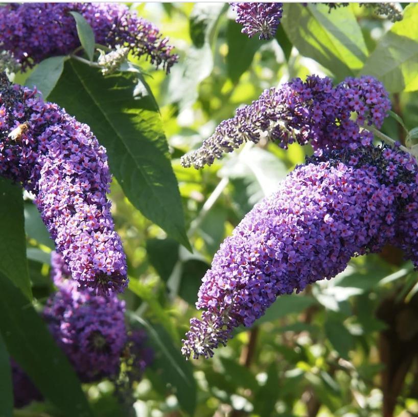 Buddleja x 'Podaras #8' ~ Flutterby Petite® Blue Heaven Butterfly Bush-ServeScape