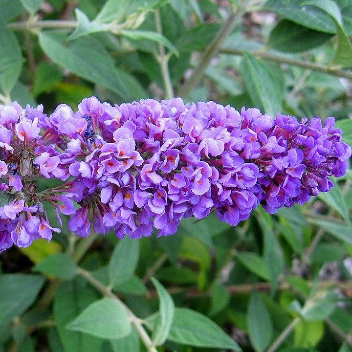 Buddleia 'Blue Chip' ~ Lo & Behold® Blue Chip Butterfly Bush-ServeScape