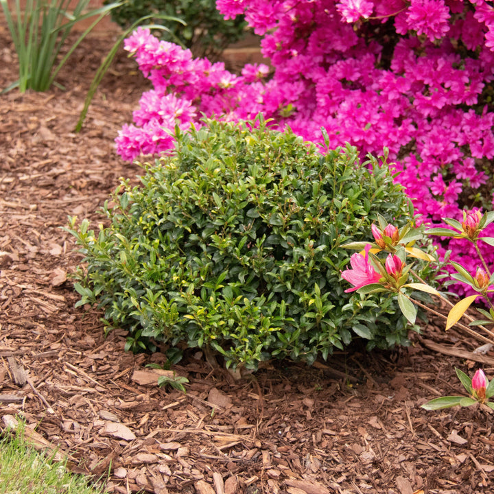 Ilex x 'RutHol2' ~ Bullseye® Japanese Holly-ServeScape