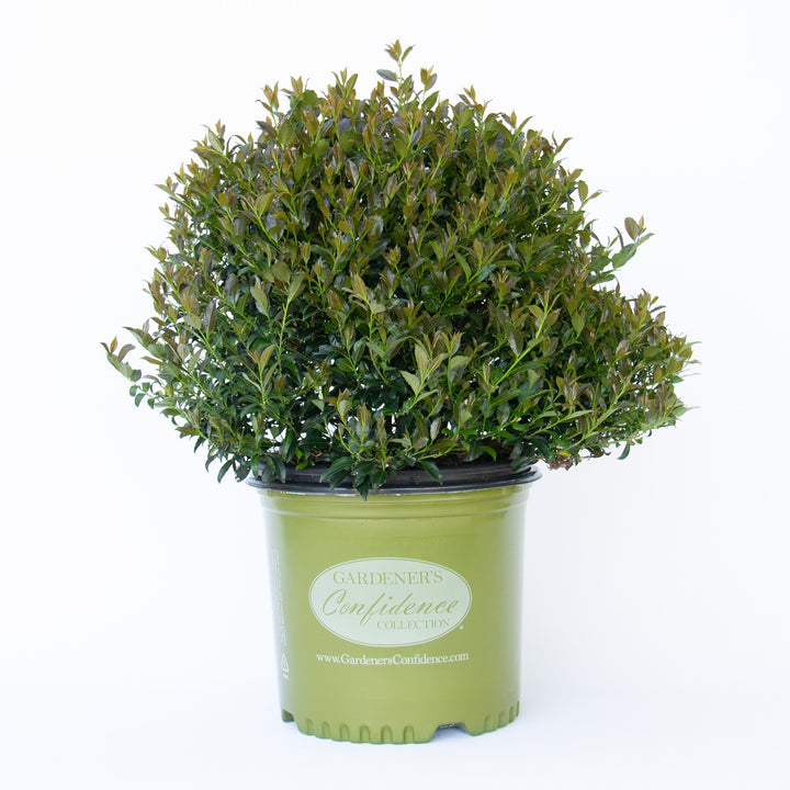 Ilex x 'RutHol2' ~ Bullseye® Japanese Holly-ServeScape
