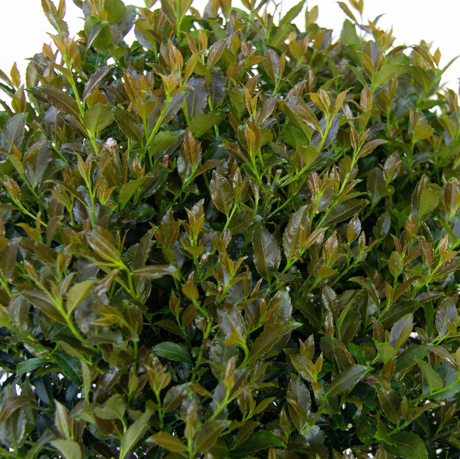 Ilex x 'RutHol2' ~ Bullseye® Japanese Holly-ServeScape