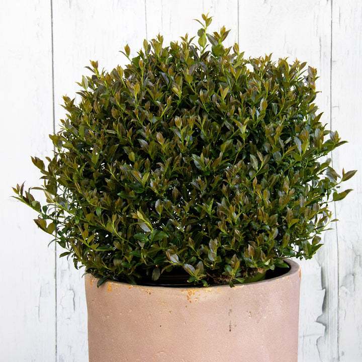 Ilex x 'RutHol2' ~ Bullseye® Japanese Holly-ServeScape